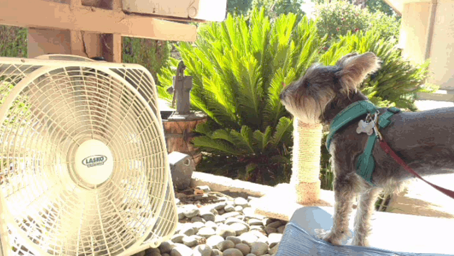 Puppy in front of Fan