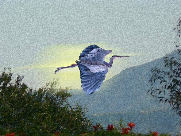 blue-heron-in-flight-drawtograph