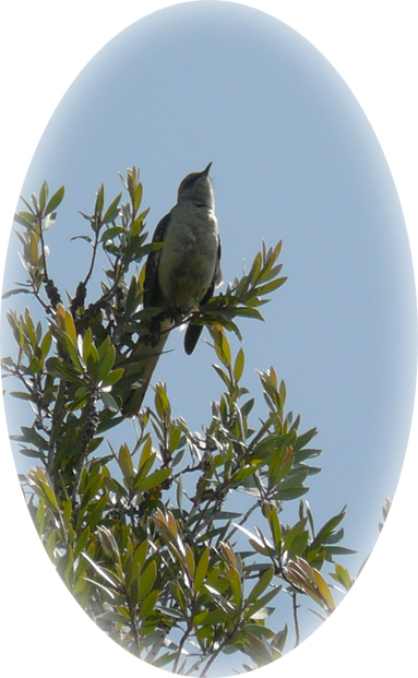 mocking-bird-in-treetop-oval-feathered