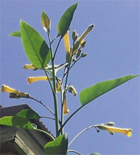 tall-weed-staulk-with-yellow-flowers