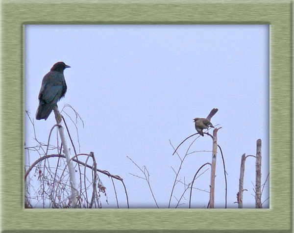crow-and-mocking-bird-blue-sky-green-frame