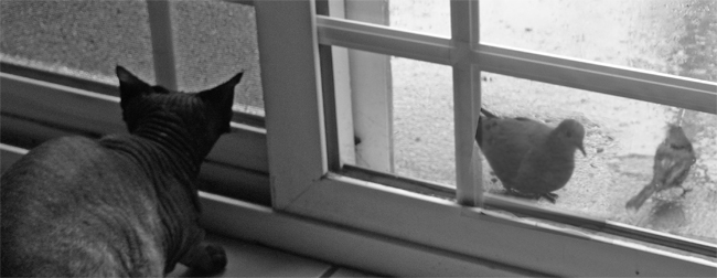 cat and bird