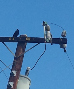 crow on telephone pole