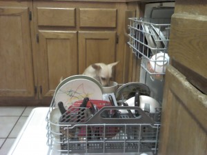 prewasher goldie (2)