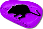 purple stone rat
