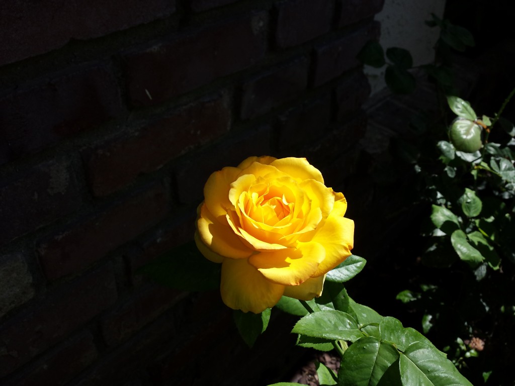 Perfect Yellow Rose